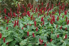 Persicaria amplexicaulis 'Blackfield'