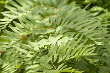 Osmunda regalis