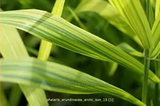 Phalaris arundinacea 'Arctic Sun'