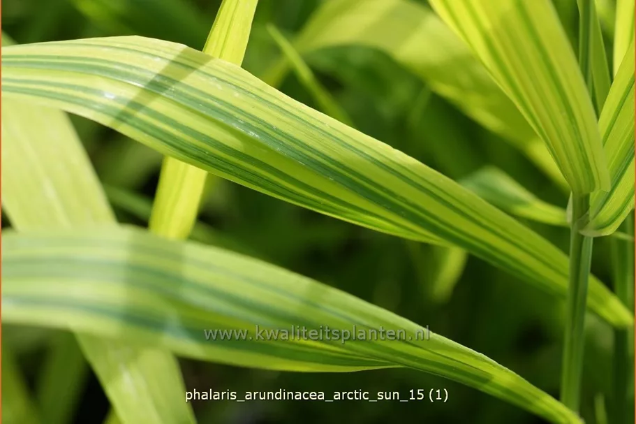 Phalaris arundinacea 'Arctic Sun'