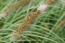 Pennisetum alopecuroides 'Cassian'