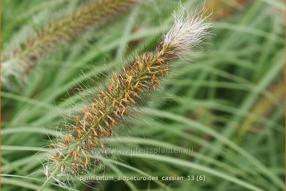 Pennisetum alopecuroides 'Cassian'