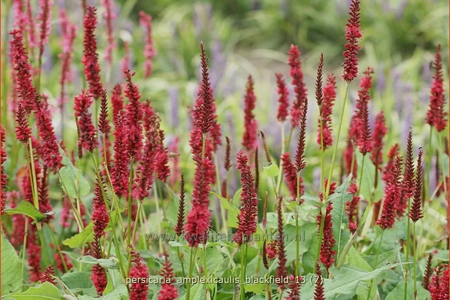 Persicaria amplexicaulis 'Blackfield'