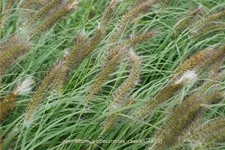 Pennisetum alopecuroides 'Cassian'