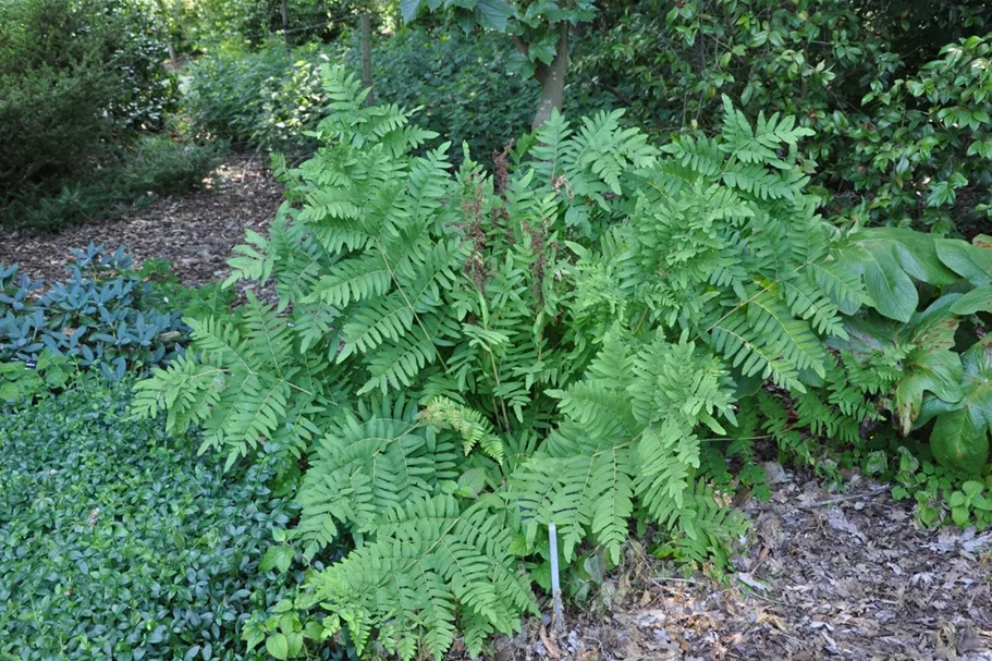 Osmunda regalis