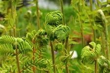 Osmunda regalis