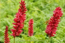 Persicaria amplexicaulis 'Bonfire'