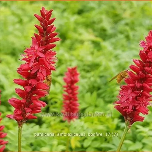 Persicaria amplexicaulis 'Bonfire'