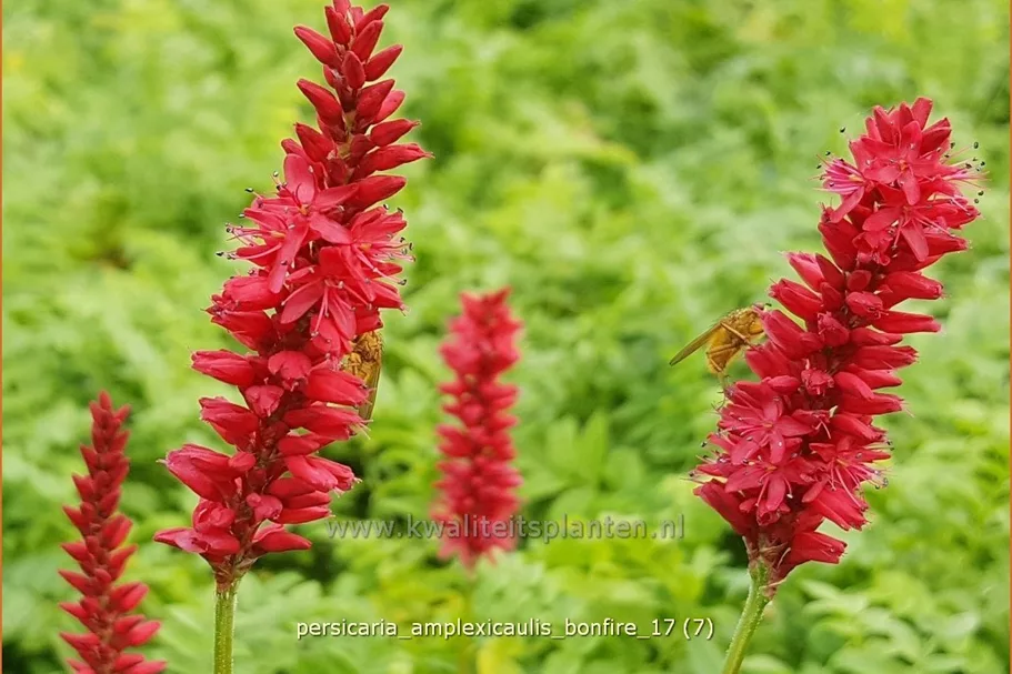 Persicaria amplexicaulis 'Bonfire'
