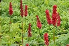 Persicaria amplexicaulis 'Bonfire'