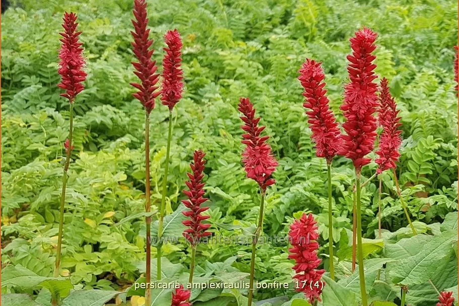 Persicaria amplexicaulis 'Bonfire'