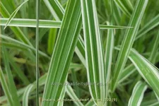 Phalaris arundinacea 'Dwarf Garters'