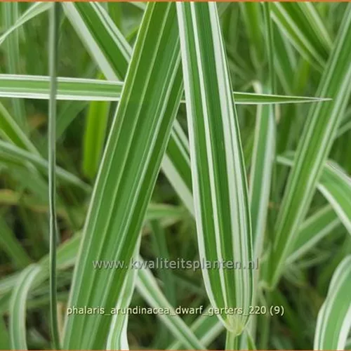 Phalaris arundinacea 'Dwarf Garters'
