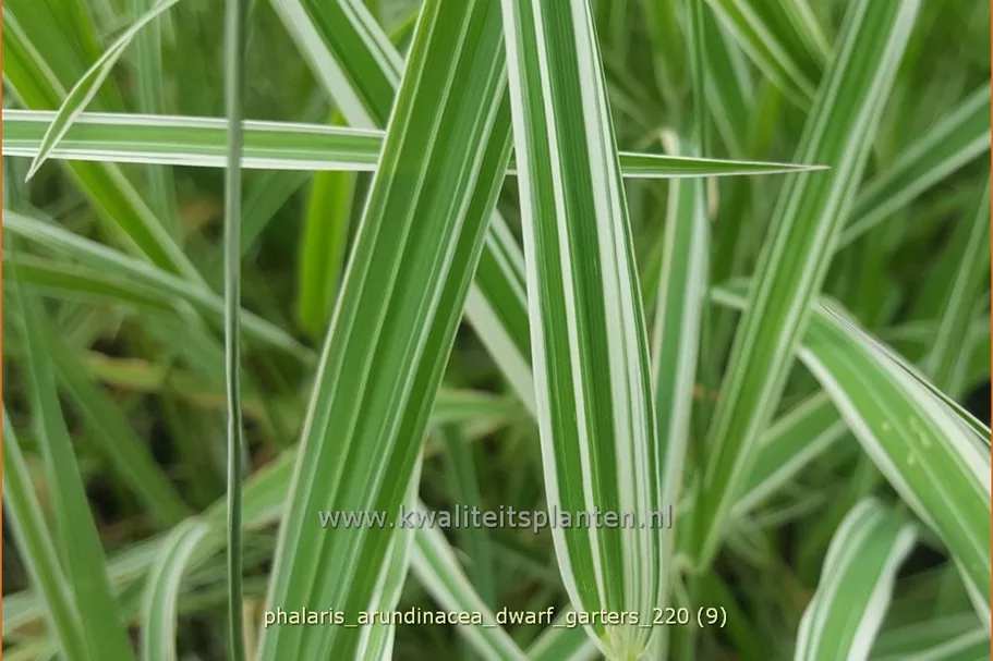 Phalaris arundinacea 'Dwarf Garters'