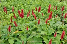 Persicaria amplexicaulis 'Bonfire'