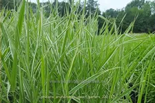 Phalaris arundinacea 'Dwarf Garters'