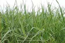 Phalaris arundinacea 'Dwarf Garters'