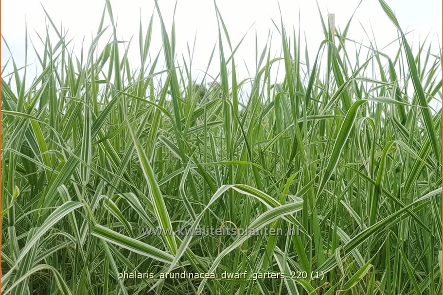 Phalaris arundinacea 'Dwarf Garters'