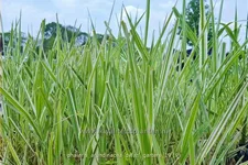 Phalaris arundinacea 'Dwarf Garters'