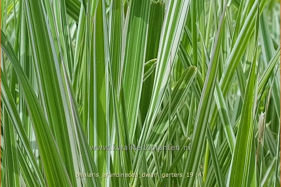 Phalaris arundinacea 'Dwarf Garters'