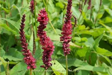 Persicaria amplexicaulis 'Dark Red'