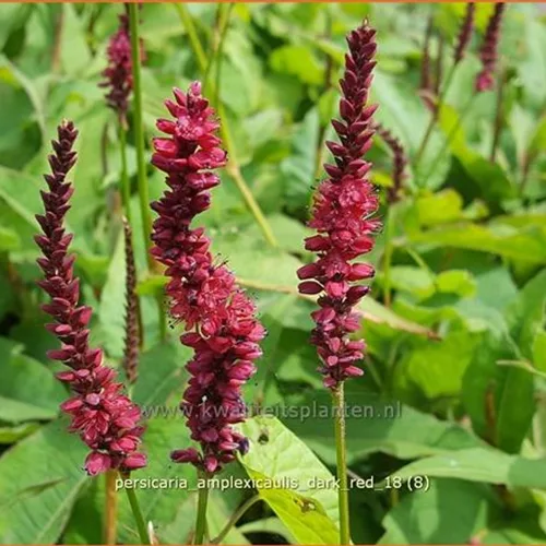 Persicaria amplexicaulis 'Dark Red'