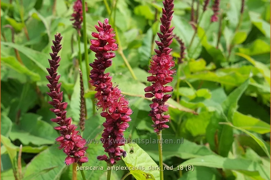 Persicaria amplexicaulis 'Dark Red'