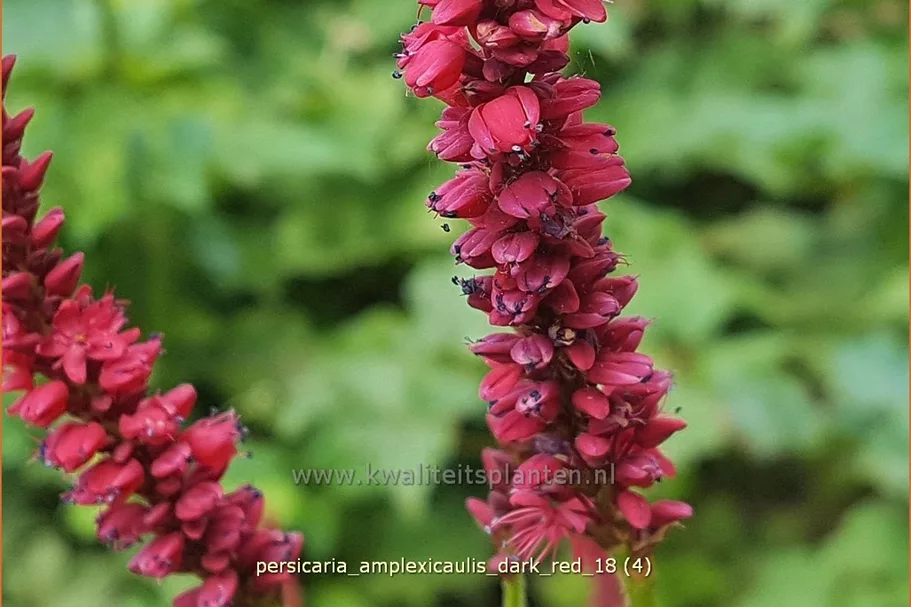 Persicaria amplexicaulis 'Dark Red'