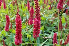 Persicaria amplexicaulis 'Dark Red'