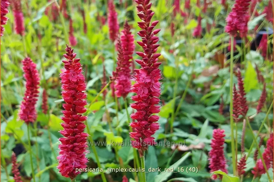 Persicaria amplexicaulis 'Dark Red'