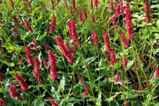 Persicaria amplexicaulis 'Dark Red'