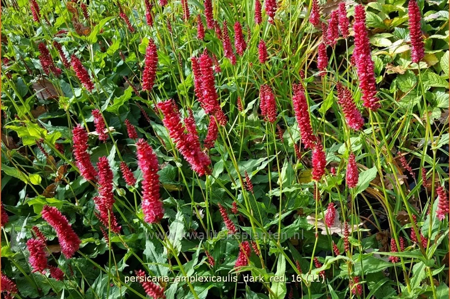 Persicaria amplexicaulis 'Dark Red'