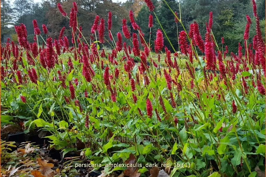 Persicaria amplexicaulis 'Dark Red'