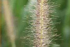 Pennisetum alopecuroides 'Gelbstiel'