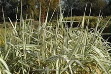 Phalaris arundinacea 'Feesey'
