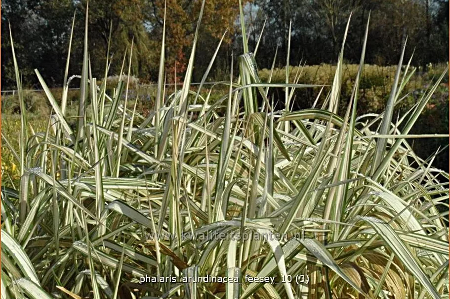 Phalaris arundinacea 'Feesey'