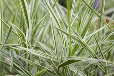 Phalaris arundinacea 'Feesey'