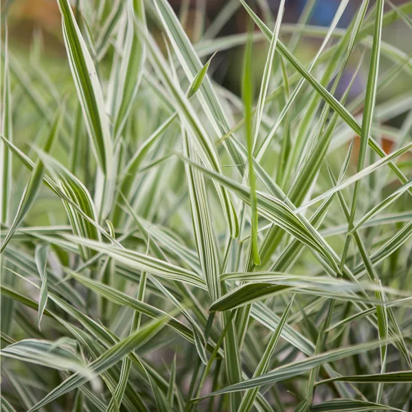 Phalaris arundinacea 'Feesey'