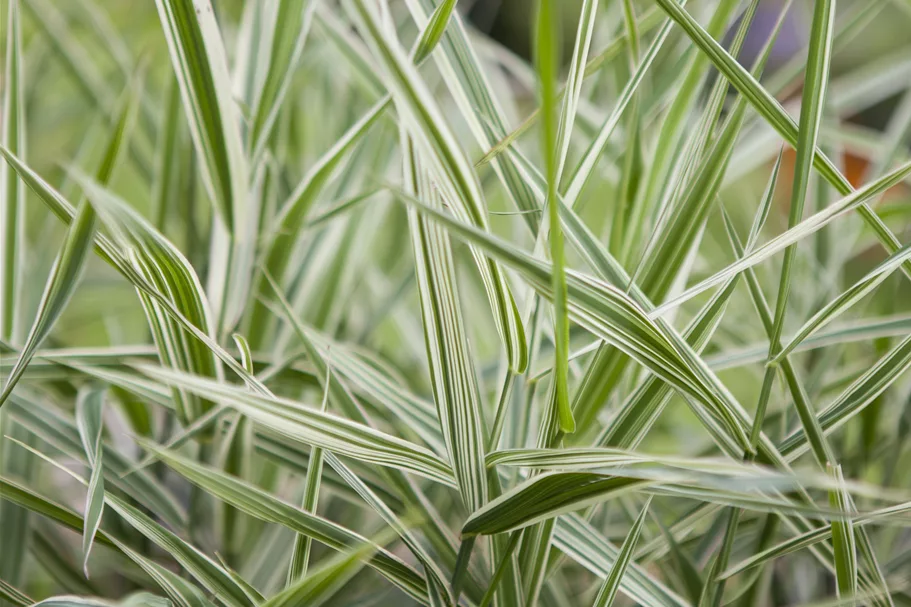 Phalaris arundinacea 'Feesey'