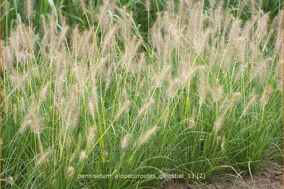 Pennisetum alopecuroides 'Gelbstiel'