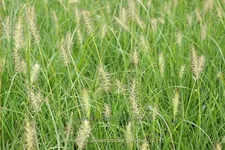 Pennisetum alopecuroides 'Gelbstiel'