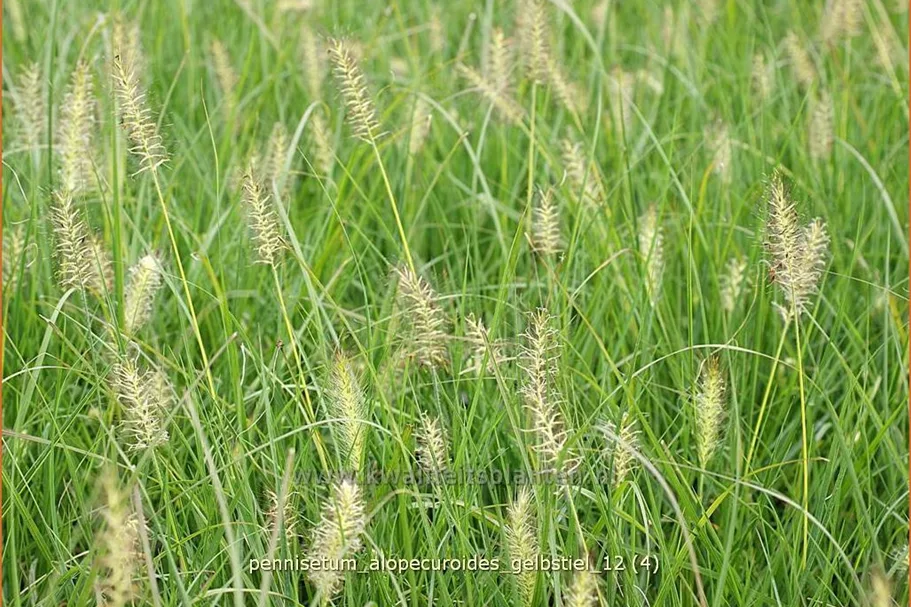 Pennisetum alopecuroides 'Gelbstiel'