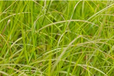 Pennisetum alopecuroides 'Gelbstiel'