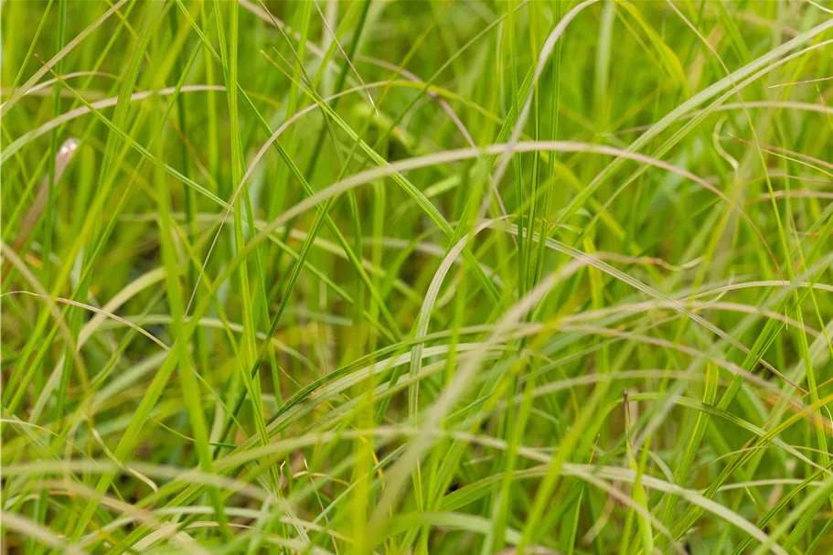 Pennisetum alopecuroides 'Gelbstiel'
