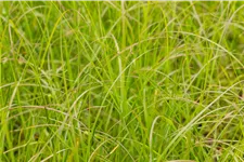 Pennisetum alopecuroides 'Gelbstiel'