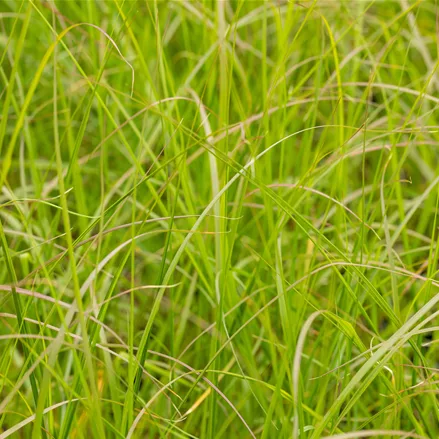 Pennisetum alopecuroides 'Gelbstiel'