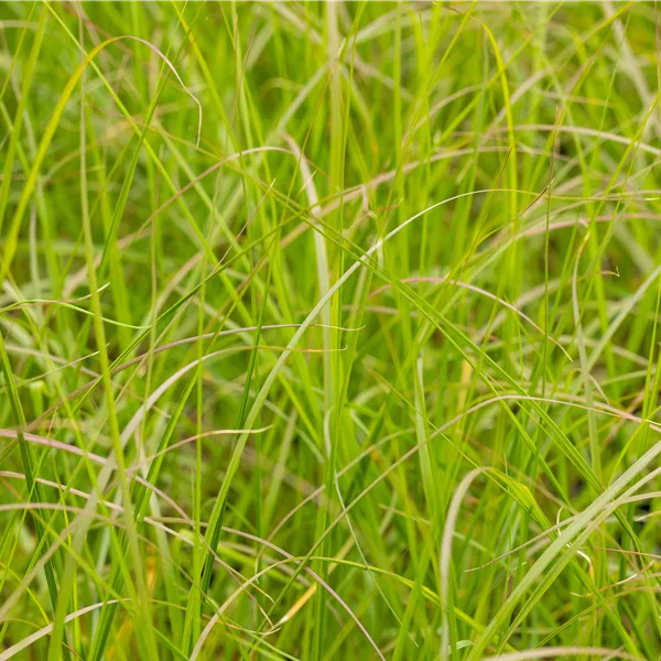 Pennisetum alopecuroides 'Gelbstiel'