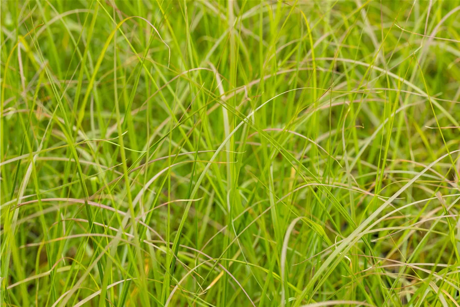 Pennisetum alopecuroides 'Gelbstiel'