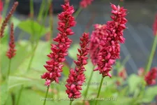 Persicaria amplexicaulis 'Dikke Floskes'