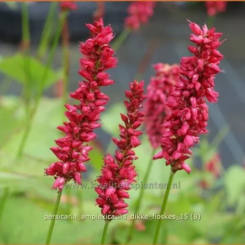 Persicaria amplexicaulis 'Dikke Floskes'